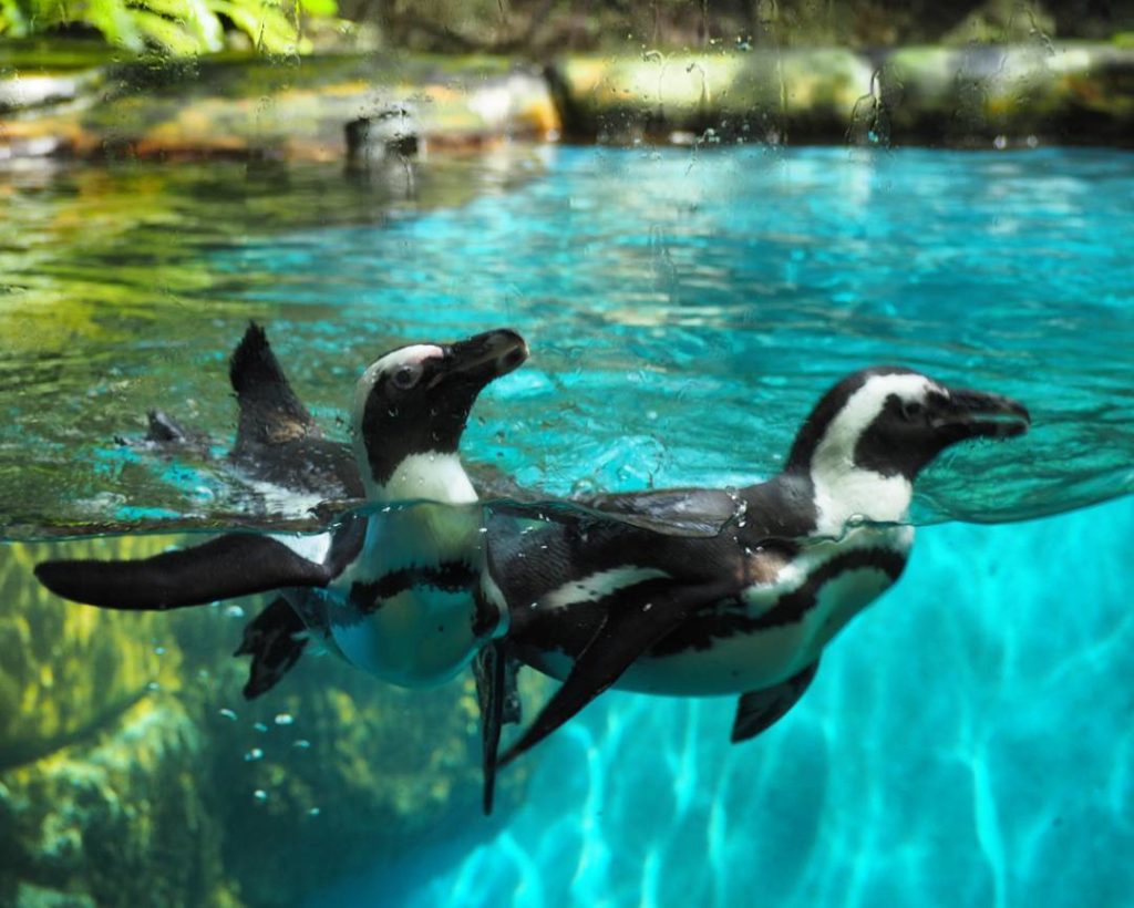 pinguin gembiraloka